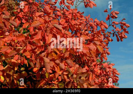 Leuchtend rot orange Blätter des Cotinus Flame Baumes Rauchbaum im Herbst gegen einen blauen Himmel Stockfoto