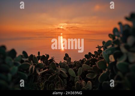 Sonnenuntergang am Mittelmeer von Sizilien auf dem Kaktus Kaktus Kaktusfeige vom Kap Milazzo (weicher Fokus auf Kaktus) Stockfoto