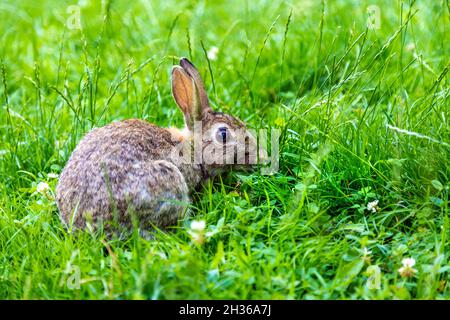 Ein Kaninchen im Woodland Garden of Bushy Park, East Molesey, London, Großbritannien Stockfoto
