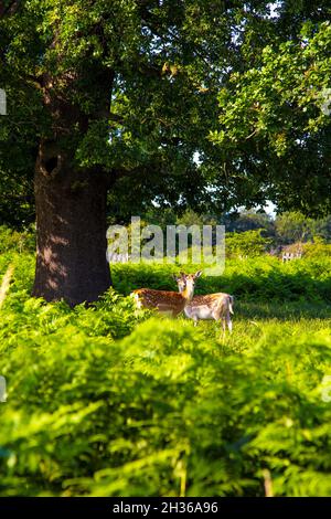 Roaming Rotwild im Bushy Park, East Molesey, London, Großbritannien Stockfoto