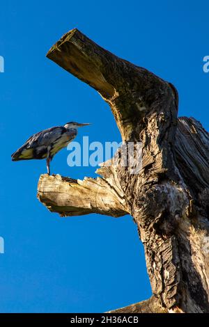 Reiher sitzt auf einem toten Baumstamm im Bushy Park, East Molesey, London, Großbritannien Stockfoto