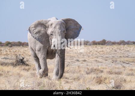 Weißer schlammiger Elefantenbulle (Loxodonta africana), der zur Kamera geht. Etosha Nationalpark, Namibia, Afrika Stockfoto