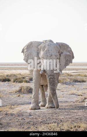 Weißer schlammiger Elefantenbulle (Loxodonta africana), der zur Kamera geht. Etosha Nationalpark, Namibia, Afrika Stockfoto