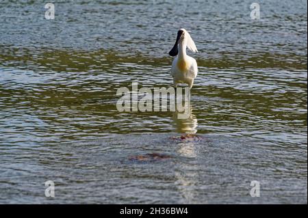 Es ist Zeit für einen königlichen Löffler in Neuseeland Stockfoto