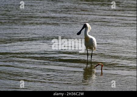 Ein königlicher Löffler wat im Meer in Neuseeland Stockfoto