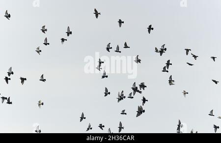 Eine Schar von Tauben, die am Himmel auffliegen Stockfoto