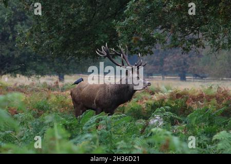 Single Hirsch in Waldlage mit Vogel auf dem Rücken Stockfoto