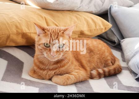 Erwachsene rot gestromte Katze, die auf einer grauen, flauschigen Decke auf dem Hintergrund liegt. Nahaufnahme von Katzen mit Orange und Ingwer. Inländisches Katzenkonzept. Hochwertige Fotos Stockfoto