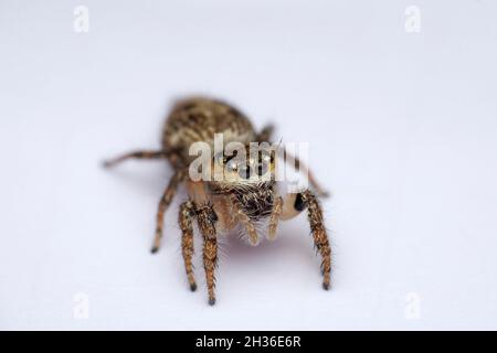 Schwerkörper springende Spinne, Hyllus semicupreus, Satara, Maharashtra, Indien Stockfoto