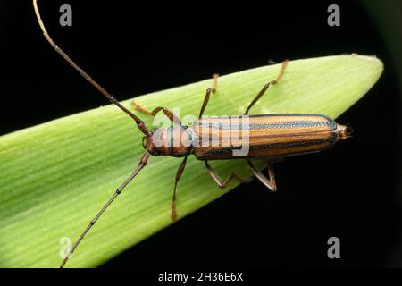 Langer Hornkäfer auf Blatt mit schwarzem Hintergrund, Satara, Maharashtra, Indien Stockfoto