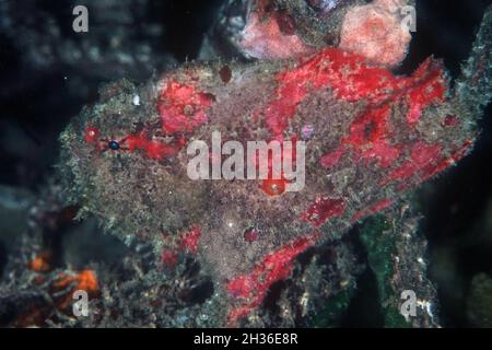 Scharlach-Anglerfisch, Antennatus coccineus, Lembeh-Straße, bei Bitung, Sulawesi, Indonesien, Asien Stockfoto