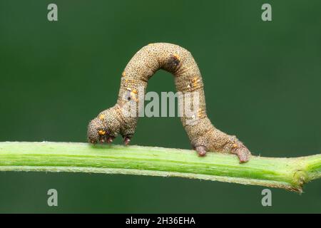 Raupe aus Seidenmotte, Satara, Maharashtra, Indien Stockfoto