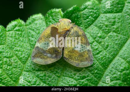 Fulgorid Hopper, Elasmoscelis-Arten, Satara, Maharashtra, Indien Stockfoto