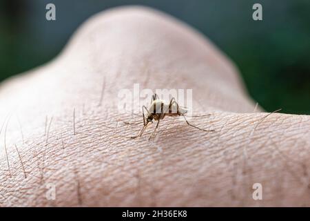 Nahaufnahme eines Moskitos, das menschliches Blut saugt, Set B-2. Eine Moskitos saugt Blut aus einem menschlichen Körper. Makrofoto einer Moskitos am Arm Stockfoto