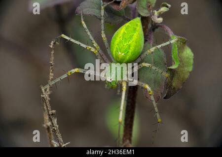 Grüne Luchsspinne, Oxyops-Arten, Satara, Maharashtra, Indien Stockfoto