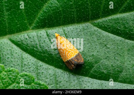 Indische Meal Motte, Plodia Species, Satara, Maharashtra, Indien Stockfoto