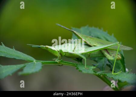 Paarungspaar von schmal kopfüligen grünen Heuschreckenarten, Pyrgomorpha-Arten, Satara, Maharashtra, Indien Stockfoto