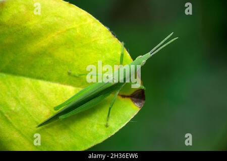 Grüner Heuschrecke mit schmalen Kopf, Pyrgomorpha-Arten, Satara, Maharashtra, Indien Stockfoto