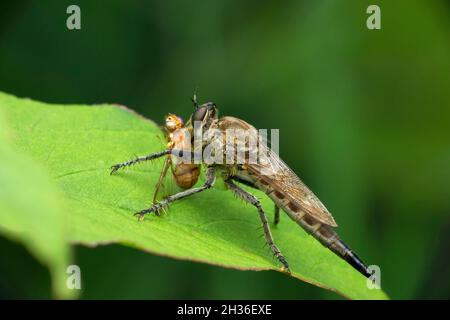 Robberfly, Zosteria-Arten mit Fruchtfliegenkill, Satara, Maharashtra, Indien Stockfoto