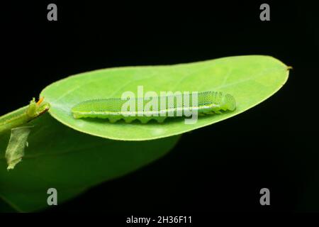 Baumwollmotten-Raupe, Satara, Maharashtra, Indien Stockfoto