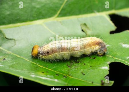 Schnelle Schmetterling Raupe, Parnara-Arten, Satara, Maharashtra, Indien Stockfoto