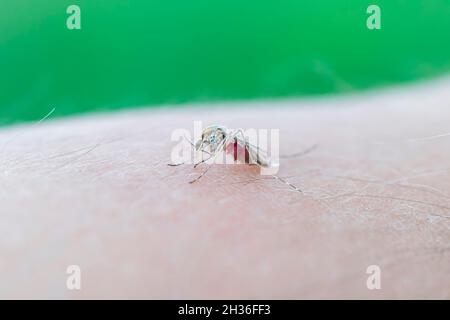 Zica-Virus aedes aegypti-Mücke. Eine Mücke saugt Blut aus einem menschlichen Körper. Makrofoto einer Mücke am Arm Stockfoto