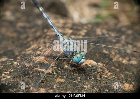 Blauer Skimmer Libelle, Diplacodes trivialis, Satara, Maharashtra, Indien Stockfoto