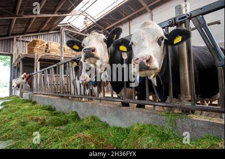 Kühe in einem Kuhstall auf einem niederländischen Bauernhof. Stockfoto