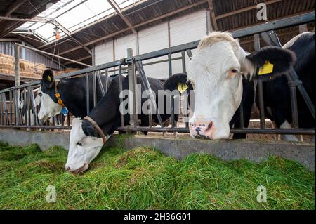 Kühe in einem Kuhstall auf einem niederländischen Bauernhof, die frisches Gras essen. Stockfoto