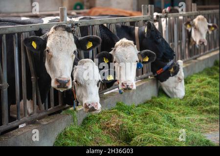 Kühe in einem Kuhstall auf einem niederländischen Bauernhof, die frisches Gras essen. Stockfoto