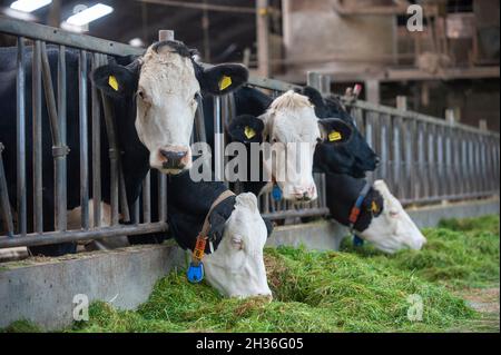 Kühe in einem Kuhstall auf einem niederländischen Bauernhof, die frisches Gras essen. Stockfoto