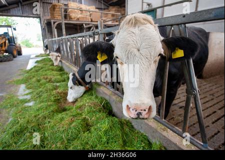 Kühe in einem Kuhstall auf einem niederländischen Bauernhof. Stockfoto
