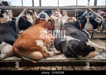 Kühe in einem Kuhstall auf einem niederländischen Bauernhof. Stockfoto