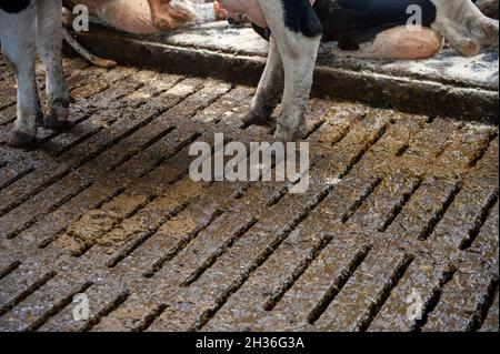 Kuh in einem Kuhstall auf einem niederländischen Bauernhof. Stockfoto