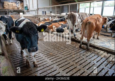 Kühe in einem Kuhstall auf einem niederländischen Bauernhof. Stockfoto