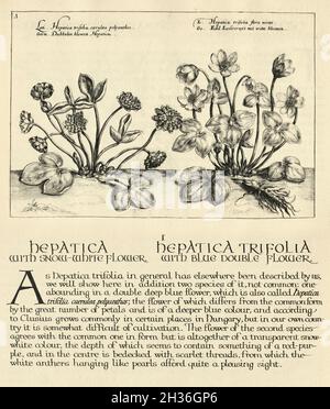 Vintage Illustration von Hepatica, Leberblatt oder Leberkraut aus Hortus Floridus von Crispin de Passe Stockfoto