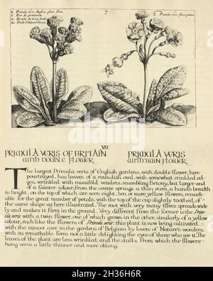 Botanischer Druck von Primula veris, Kuhslip eine krautige, mehrjährige Blütenpflanze aus der Primulaceae-Familie. Aus Hortus Floridus von Crispin d Stockfoto