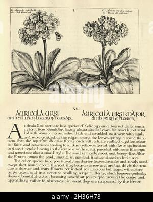 Botanischer Druck von Auricula ursi und Auricula ursi major aus Hortus Floridus von Crispin de Passe, Vintage Illustration Stockfoto