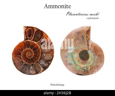 Muschel aus Mollusk-Ammonit mit Perlmutt-Ausschnitt von zwei Seiten isoliert auf weißer Seitenansicht Stockfoto