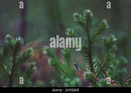 Lycopodium clavatum, Common Club-Moos, Running Clubmoss, Stag's Horn, Hirsch-Horn Clubmoos. Grüne Triebe aus Vereinsmoos mit leuchtend blauen Zotten. Stockfoto