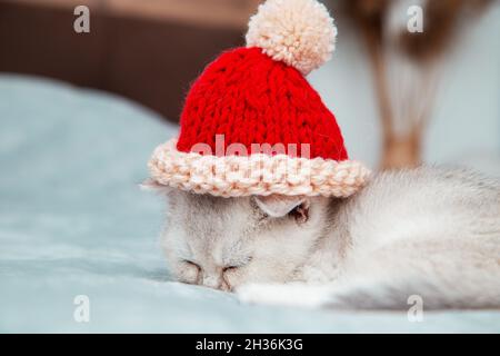 Weißes britisches Kätzchen schläft auf einer grauen Decke in rot gestricktem Weihnachtsmütze. Stockfoto