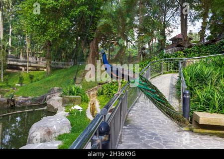 Pfau am Zaun der Brücke. Malaysia Stockfoto
