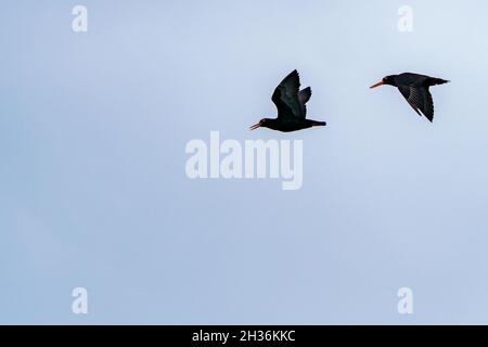 Afrikanischer Austernfischer oder afrikanischer schwarzer Austernfischer (Haematopus moquini) im Kampf, Hermanus, Whale Coast, Overberg, Western Cape, Südafrika. Stockfoto