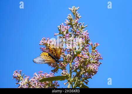 Garten-Acraea-Schmetterling (Acraea horta) auf falscher Olive- oder Witolien-Blume (Buddleja saligna). Hermanus. Whale Coast. Overberg. Westkap. Süd-Afro Stockfoto