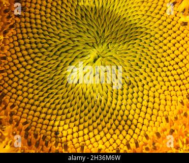 HELIANTHUS ANNUUS gemeine Sonnenblume Stockfoto