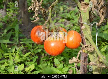 Nahaufnahme von phytophthora infestans ist eine Oomycete, die die schwere Tomatenerkrankung verursacht, die als Spätbrand oder Kartoffelfäule bekannt ist. Stockfoto
