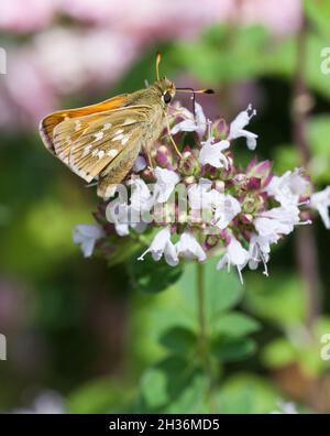 HEPERIA STEHT IM BEISEIN des silberfarbenen Skippers Butterfly Stockfoto