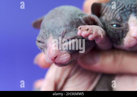 Fürsorgliche Ärztin hält die zwei Wochen alten Zwillinge der kanadischen Sphynx Cat vor der ärztlichen Untersuchung. Blauer Hintergrund. Extreme Nahaufnahme. Konzepte Stockfoto