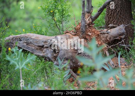 Ein alter Baumstamm im Wald Stockfoto