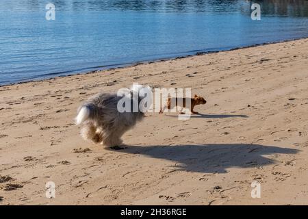 Eine Bobtail, die einem Welpen nachläuft Stockfoto